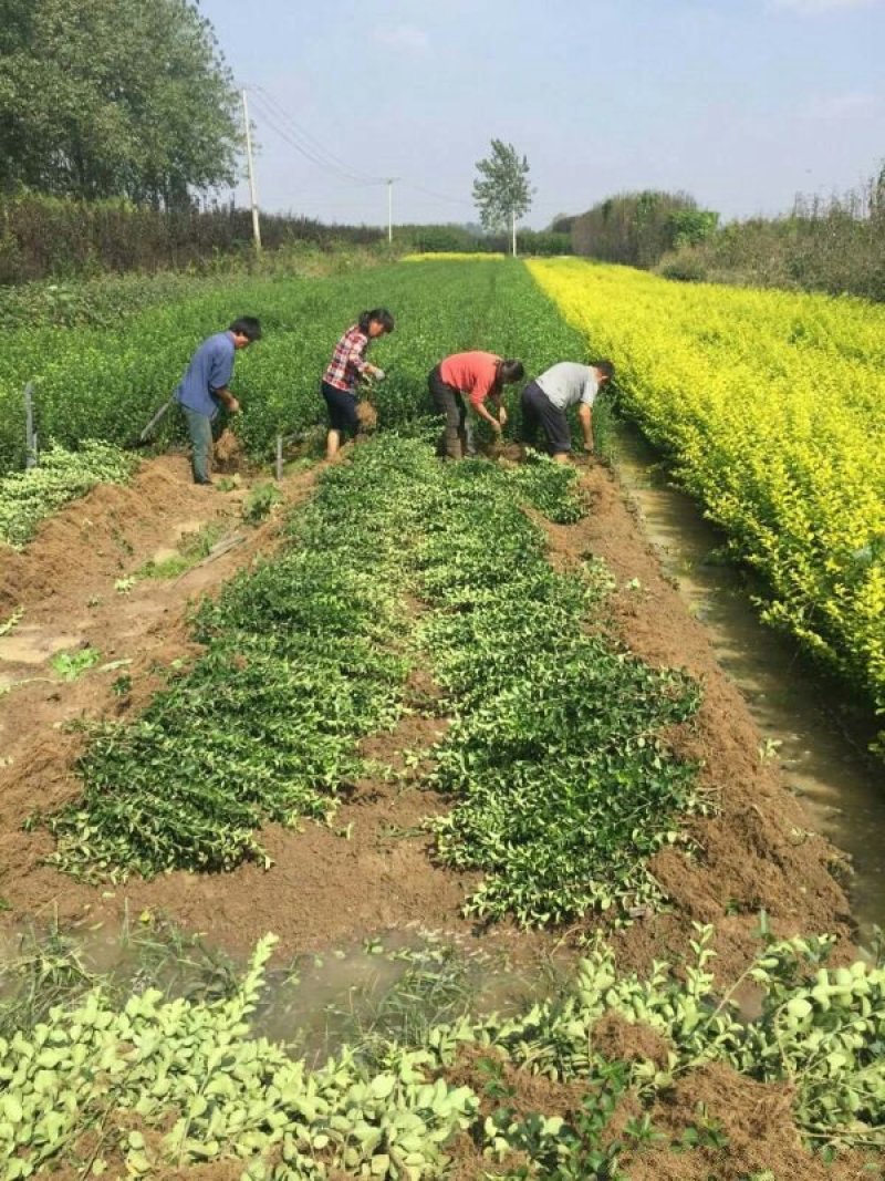 沭阳大型卫矛种植基地大量销售中苗圃大量出售