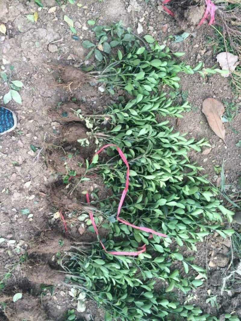 沭阳大型卫矛种植基地大量销售中苗圃大量出售