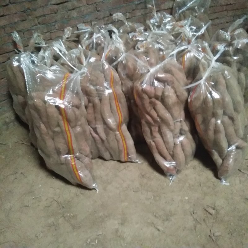 大量供应种薯，品种有烟薯25，龙薯九，济薯26，西红红