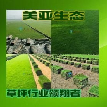 精品台湾草皮兰引三号草块批发基地直销