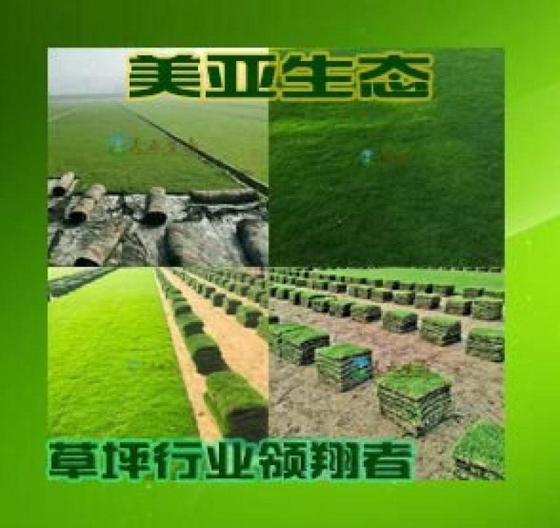 精品台湾草皮兰引三号草块批发基地直销