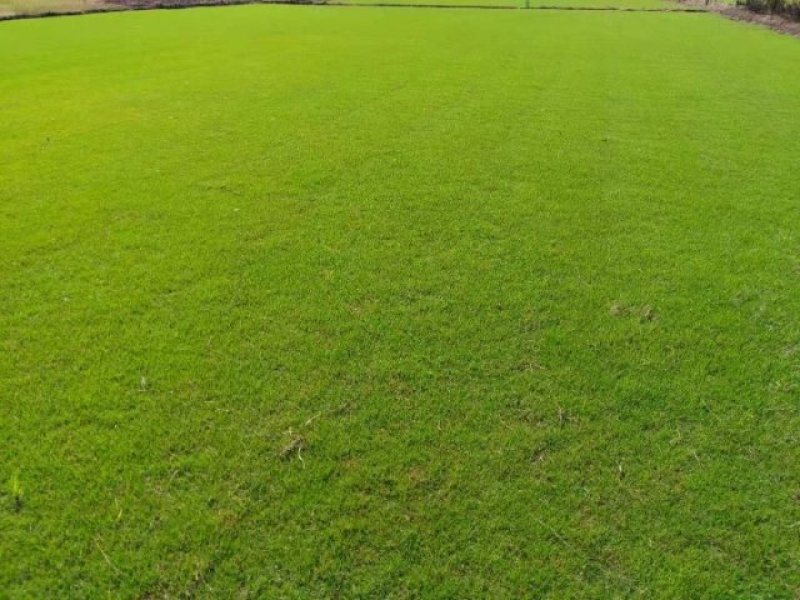 精品台湾草皮兰引三号草块批发基地直销