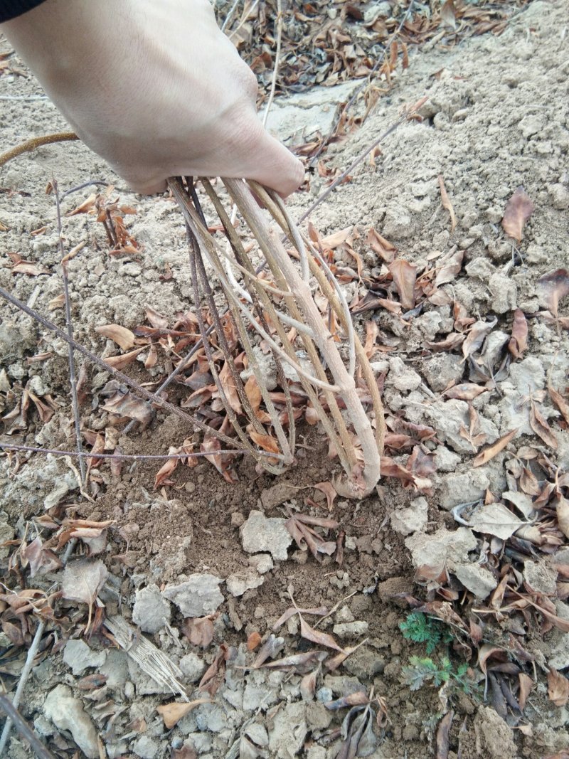 药用连翘苗5号高产大果耐寒耐旱山地种植