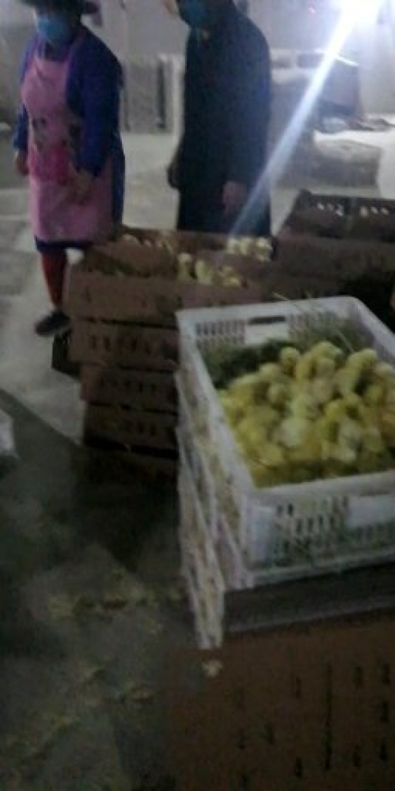 供应大种杂交鹅苗，品种齐全
