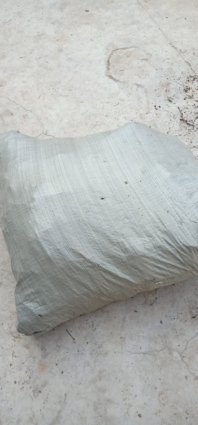 户太8号葡萄苗