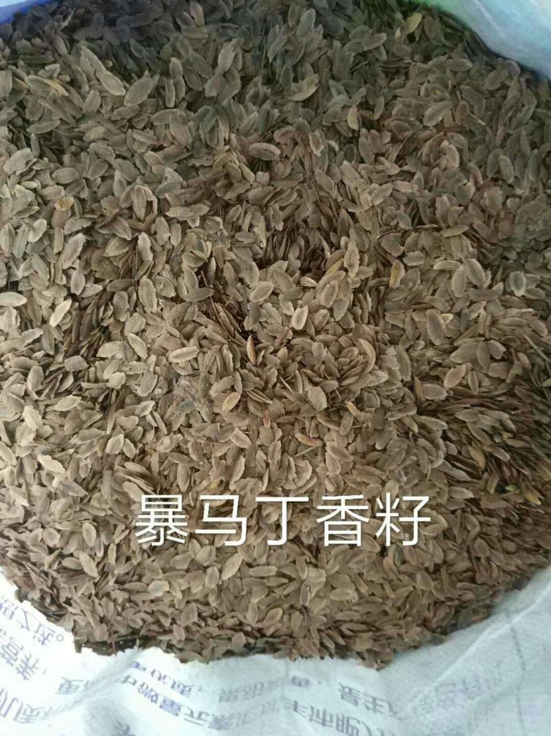 出售刺老芽苗，刺嫩芽籽，大叶芹籽，威灵仙籽有意者电话联系