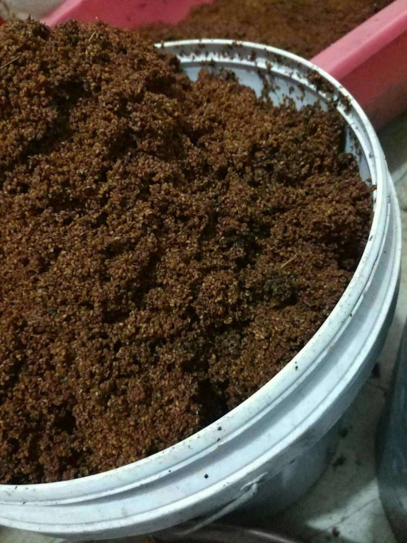 出售刺老芽苗，刺嫩芽籽，大叶芹籽，威灵仙籽有意者电话联系