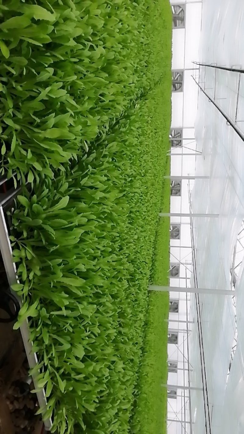 原阳县盛有农业发展有限公司