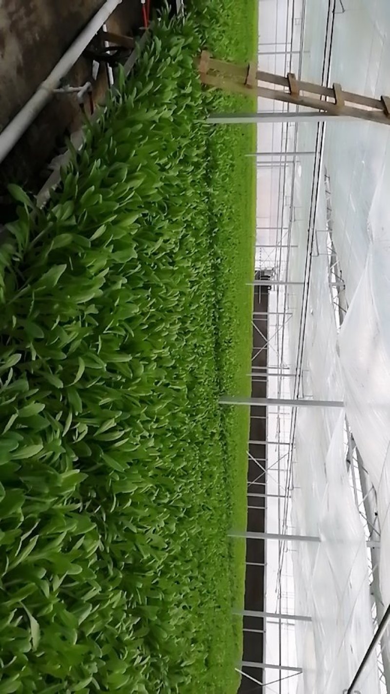 原阳县盛有农业发展有限公司