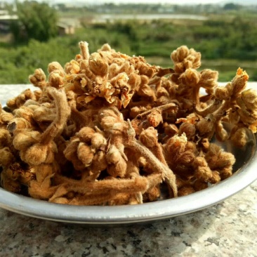 枇杷花