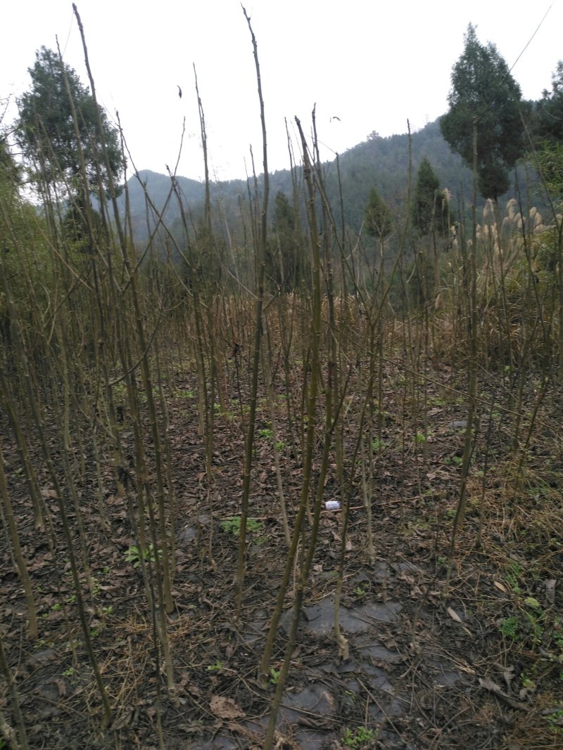 黑桃苗