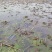 浙茭7号，龙茭2号
