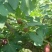 无花果苗大小规格齐全欢迎选购放心苗