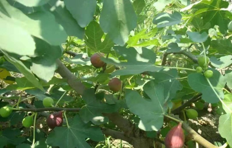 无花果苗大小规格齐全欢迎选购放心苗