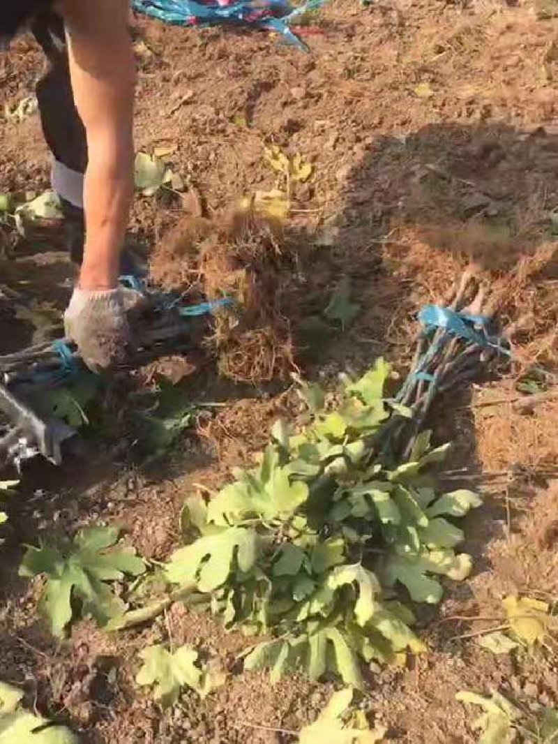无花果苗大小规格齐全欢迎选购放心苗