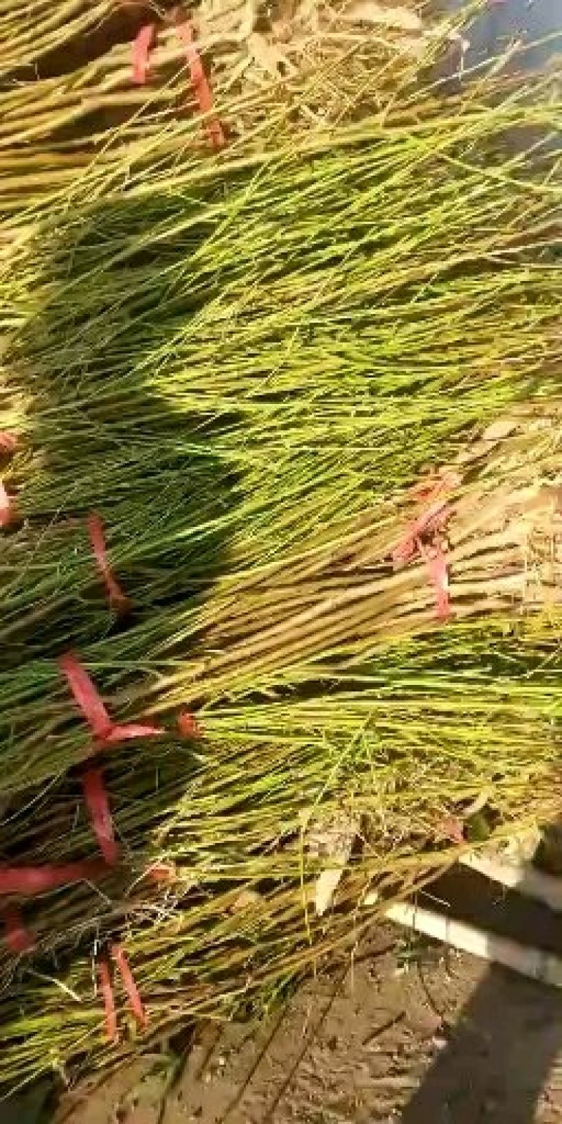 血桃树苗血桃苗正宗品种嫁接一手基地货源包活