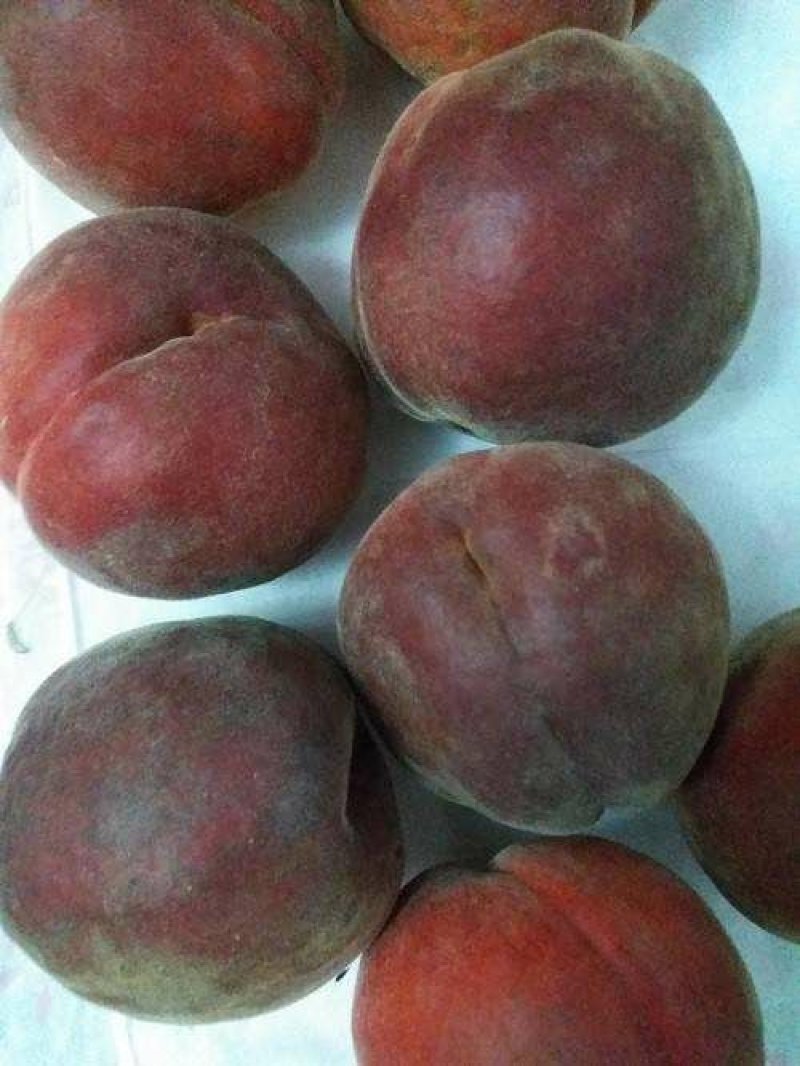 血桃树苗血桃苗正宗品种嫁接一手基地货源包活