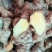 云南特菜供应