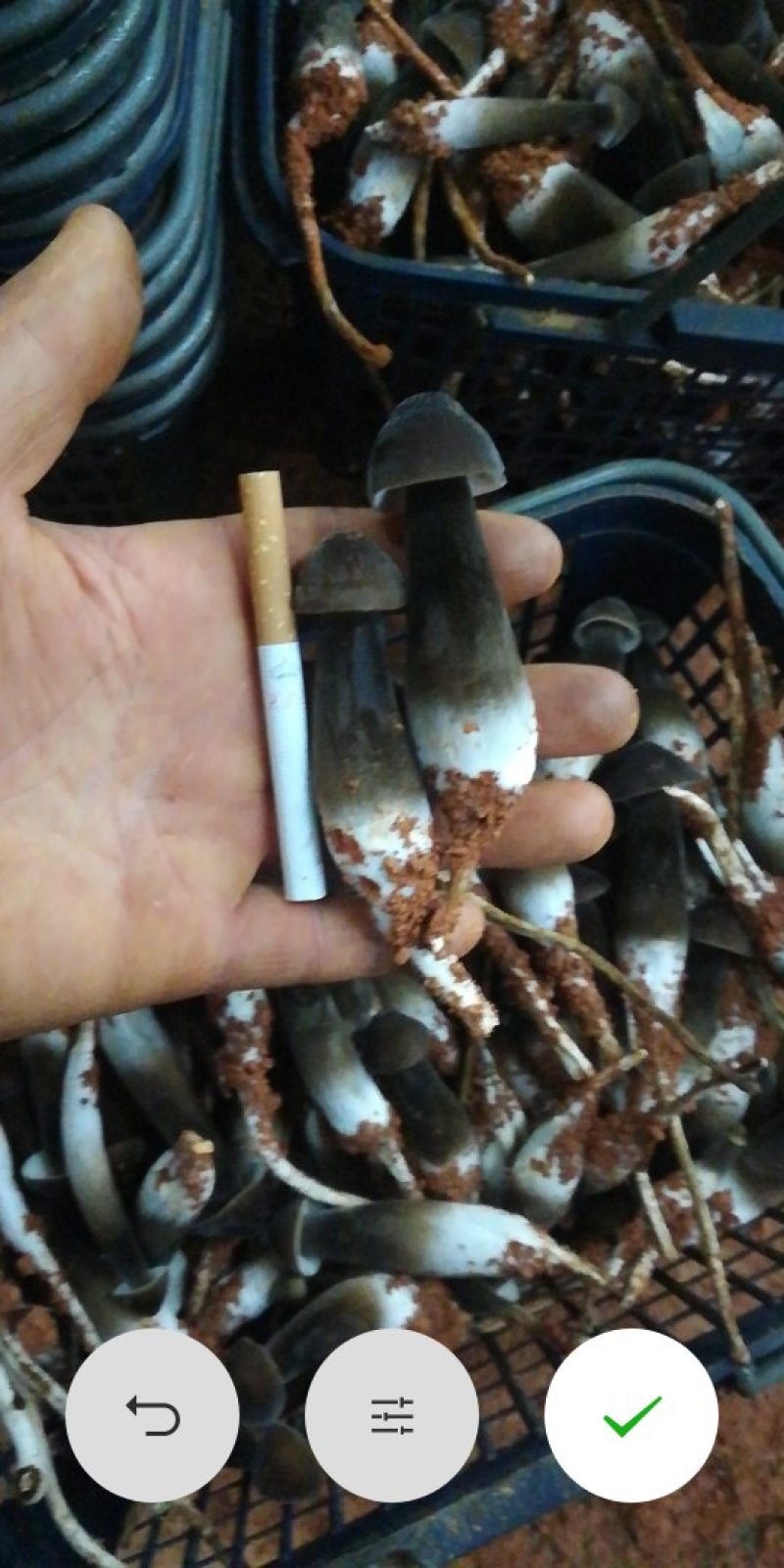 人工种植黑皮鸡枞菌一级