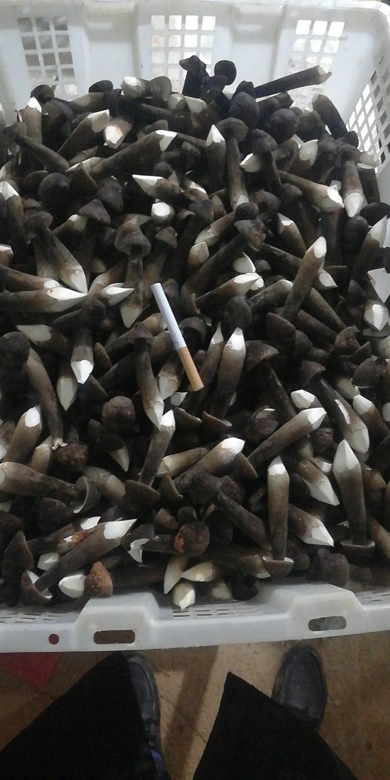 人工种植黑皮鸡枞菌二级