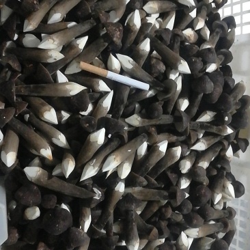 人工种植黑皮鸡枞菌二级