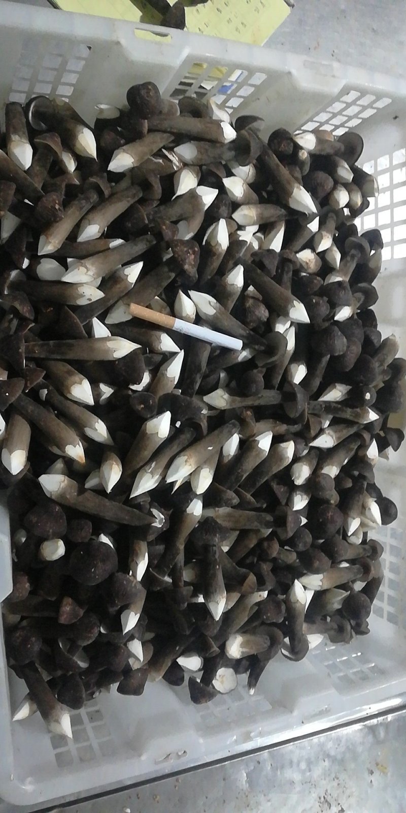 人工种植黑皮鸡枞菌二级