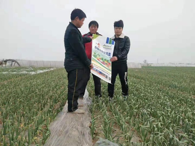 腐植酸发酵鸡粪:改良土壤，破除板结，提高肥料利用率保肥