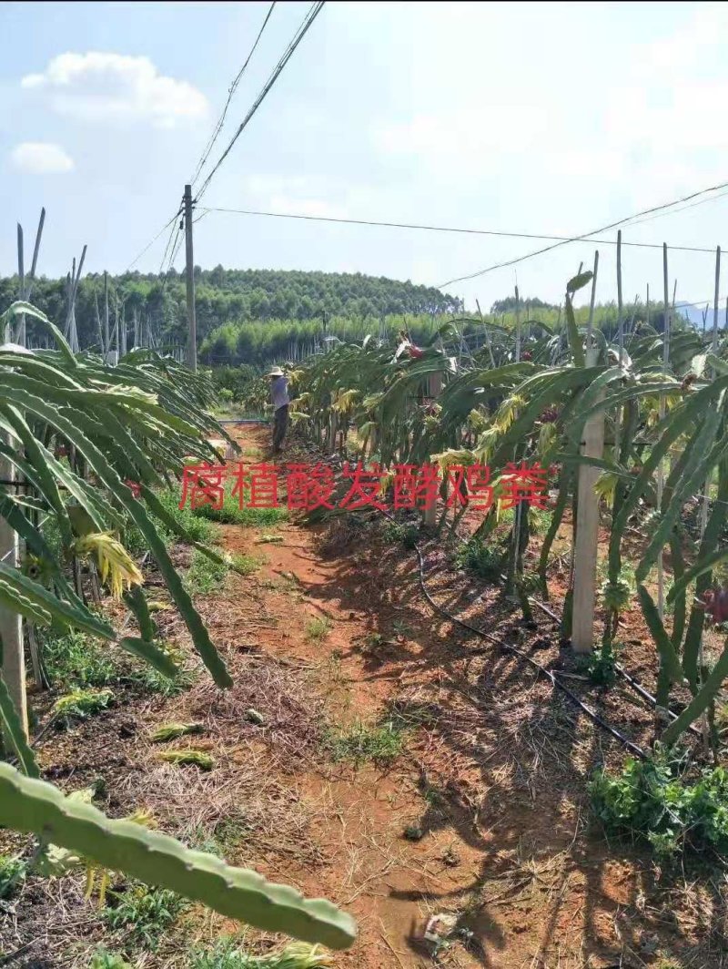 腐植酸发酵鸡粪:改良土壤，破除板结，提高肥料利用率保肥