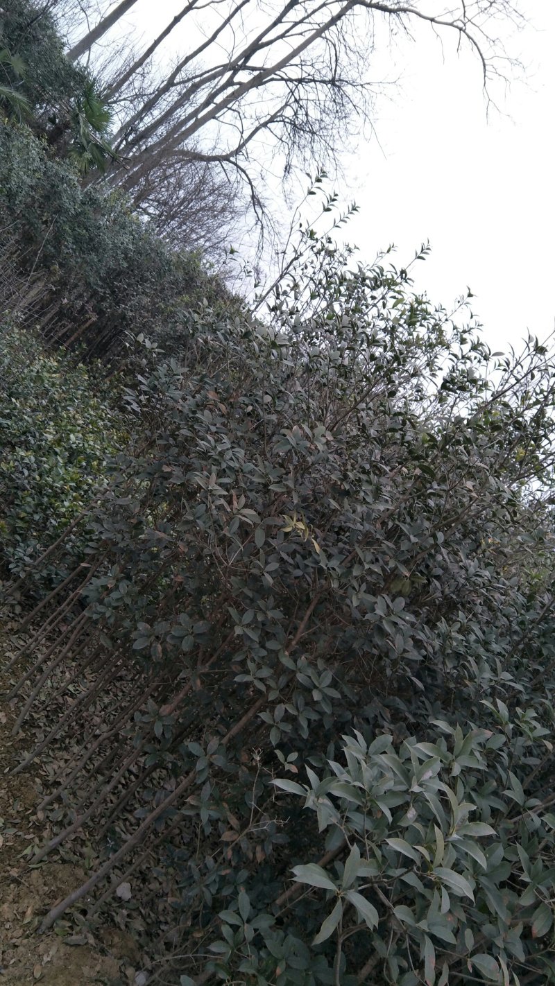 陈家苗圃各规格苗木长年诚信出售一产地自营
