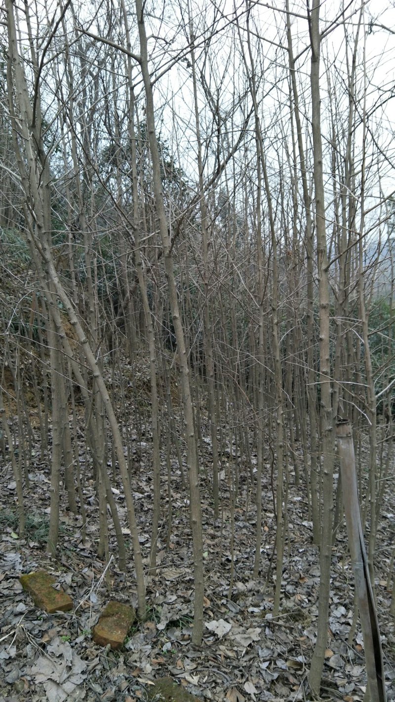 陈家苗圃各规格苗木长年诚信出售一产地自营