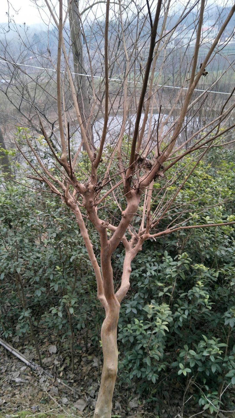 陈家苗圃各规格苗木长年诚信出售一产地自营