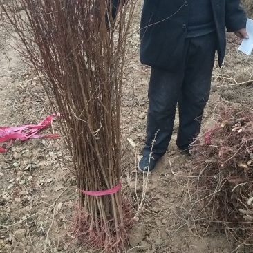 山杏苗，1公分左右