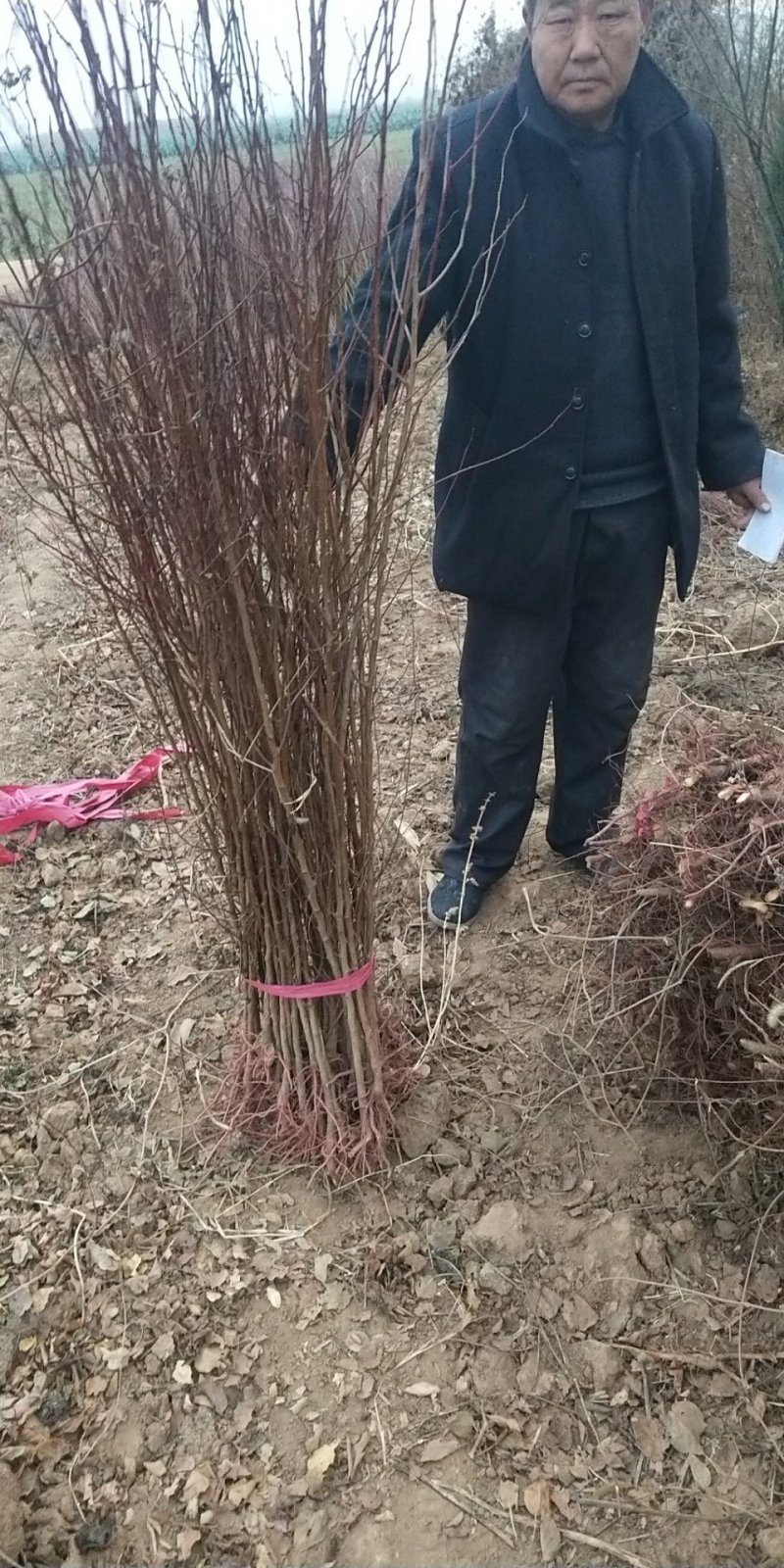 山杏苗，1公分左右