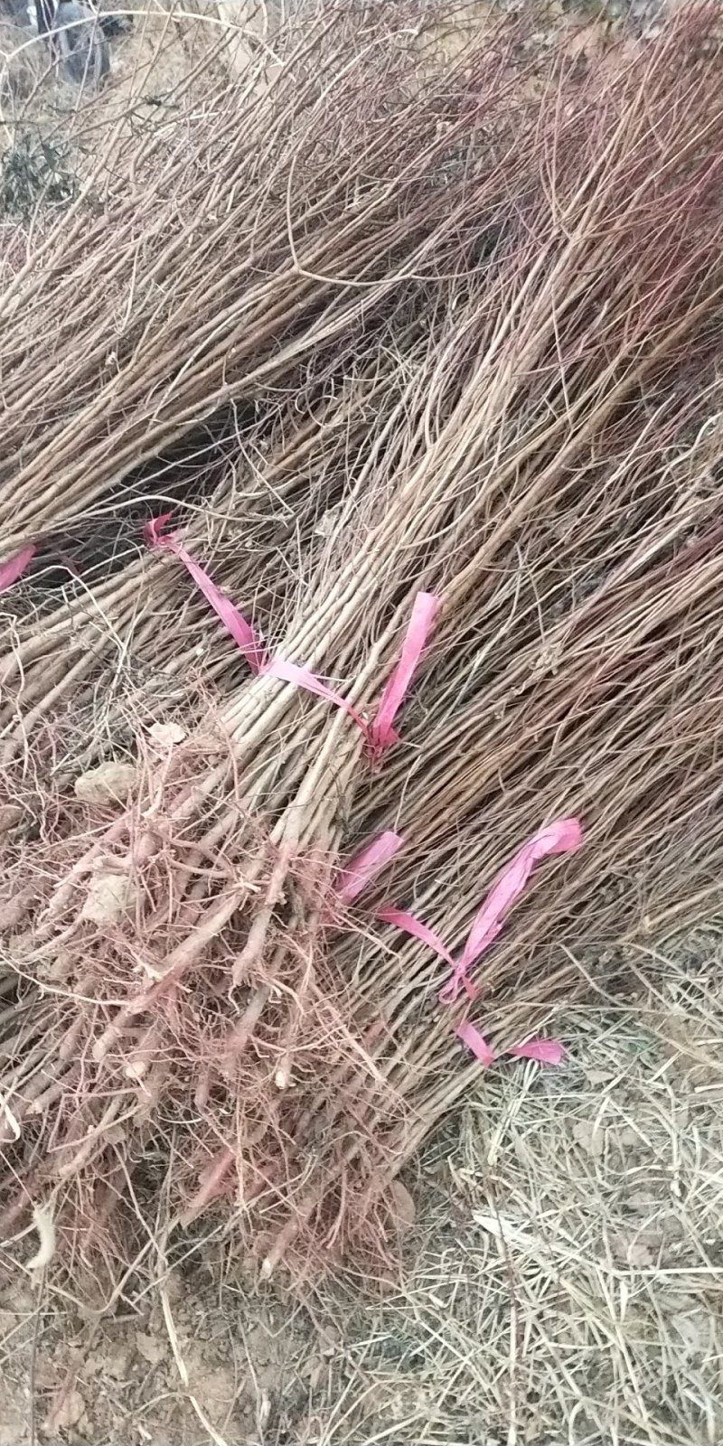 山杏苗，1公分左右