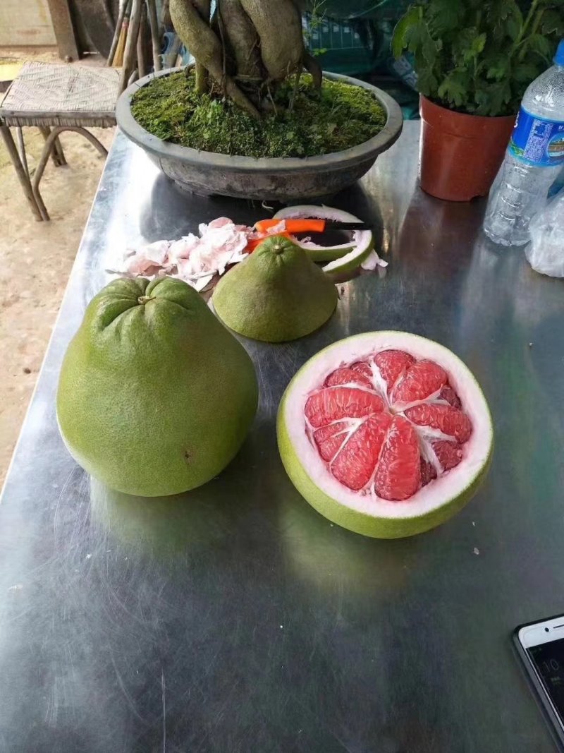 【正品】泰国青皮柚苗泰国红宝石柚苗质量保证