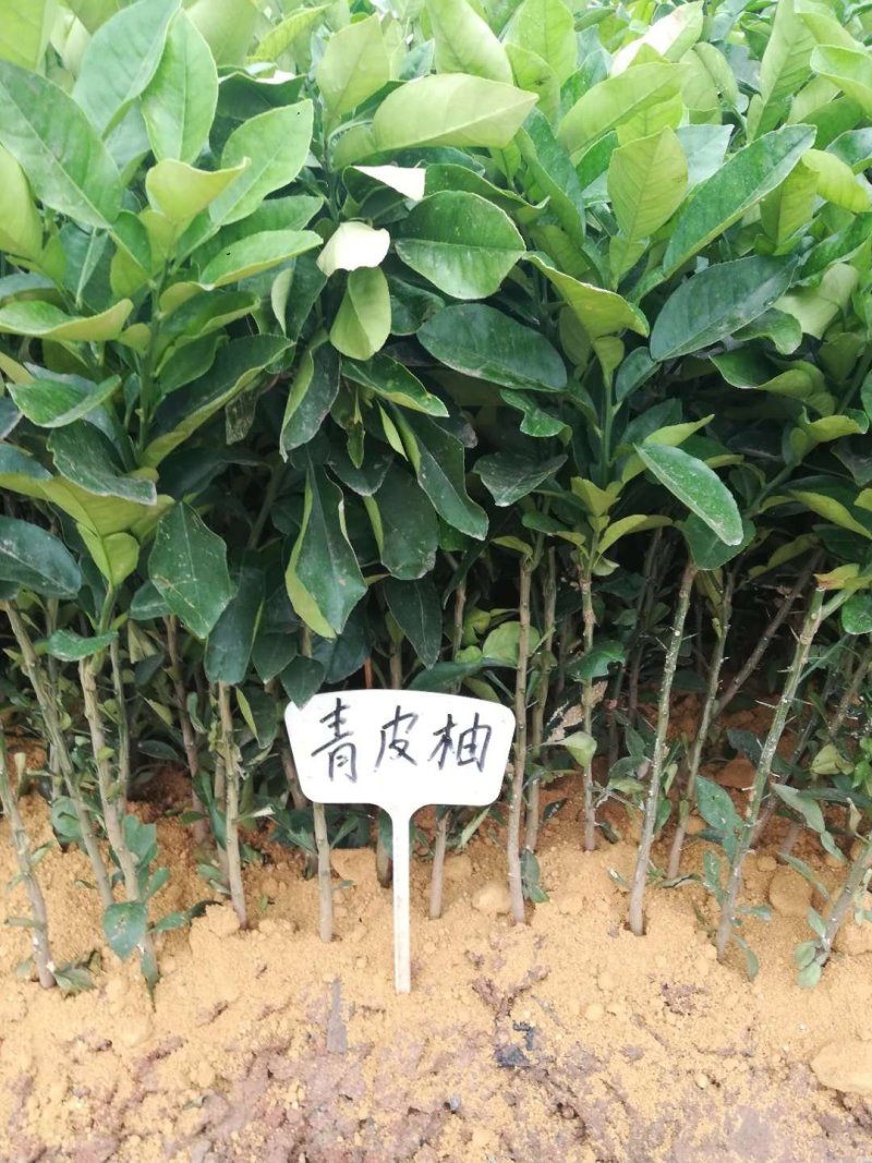 【正品】泰国青皮柚苗泰国红宝石柚苗质量保证