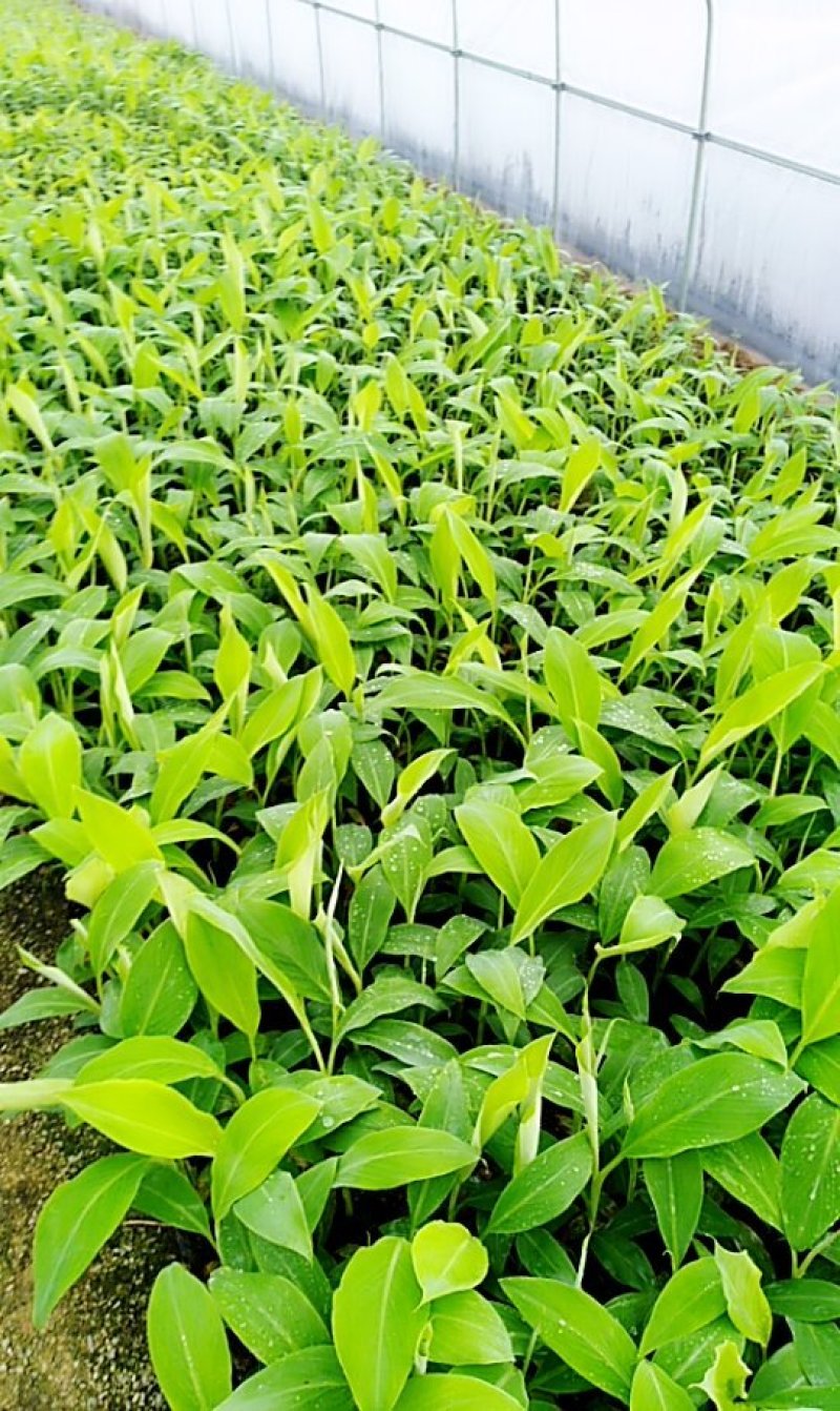 粉蕉苗，西贡蕉苗金粉一号