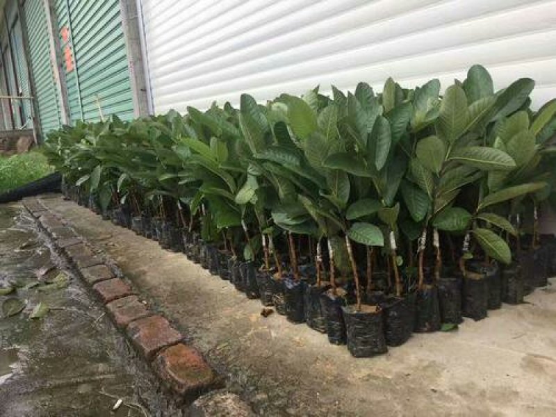 包邮新红宝石芭乐苗带杯带土裸根产量高香甜可口