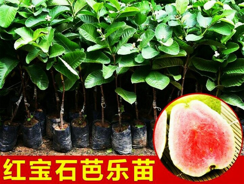 包邮新红宝石芭乐苗带杯带土裸根产量高香甜可口