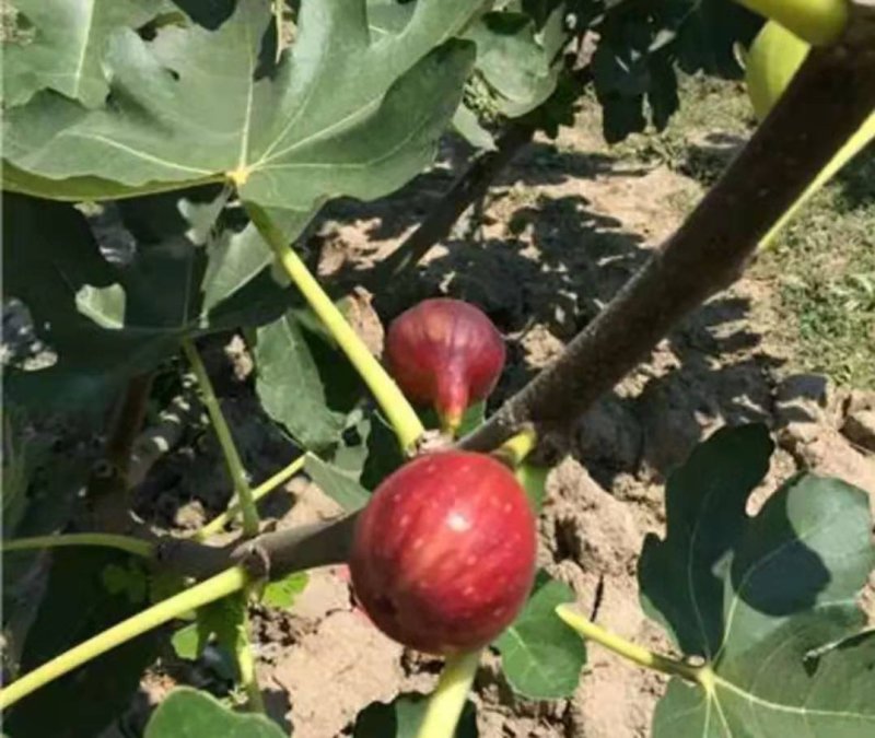 波姬红无花果苗【速生生长速度结果快】成活率高