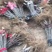 波姬红无花果苗【速生生长速度结果快】成活率高