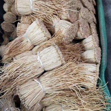 党参把子，甘肃产地批发零售，货源充足