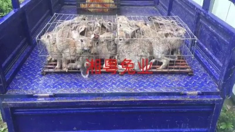 湖南兔子杂交野兔比利时种兔放养肉兔兔子养殖回收包成活率