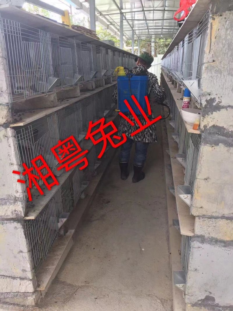 湖南兔子杂交野兔比利时种兔放养肉兔兔子养殖回收包成活率