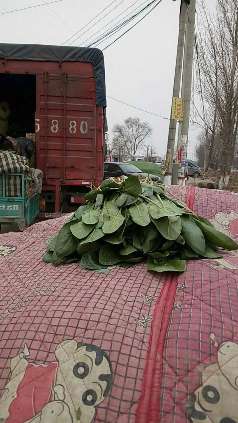 小叶波菜，(杆波菜)大量上市，欢迊订货，