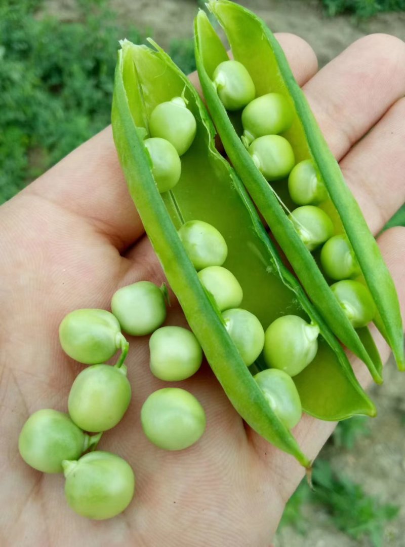 山东中豌6号，市场货，工厂货都有。量大