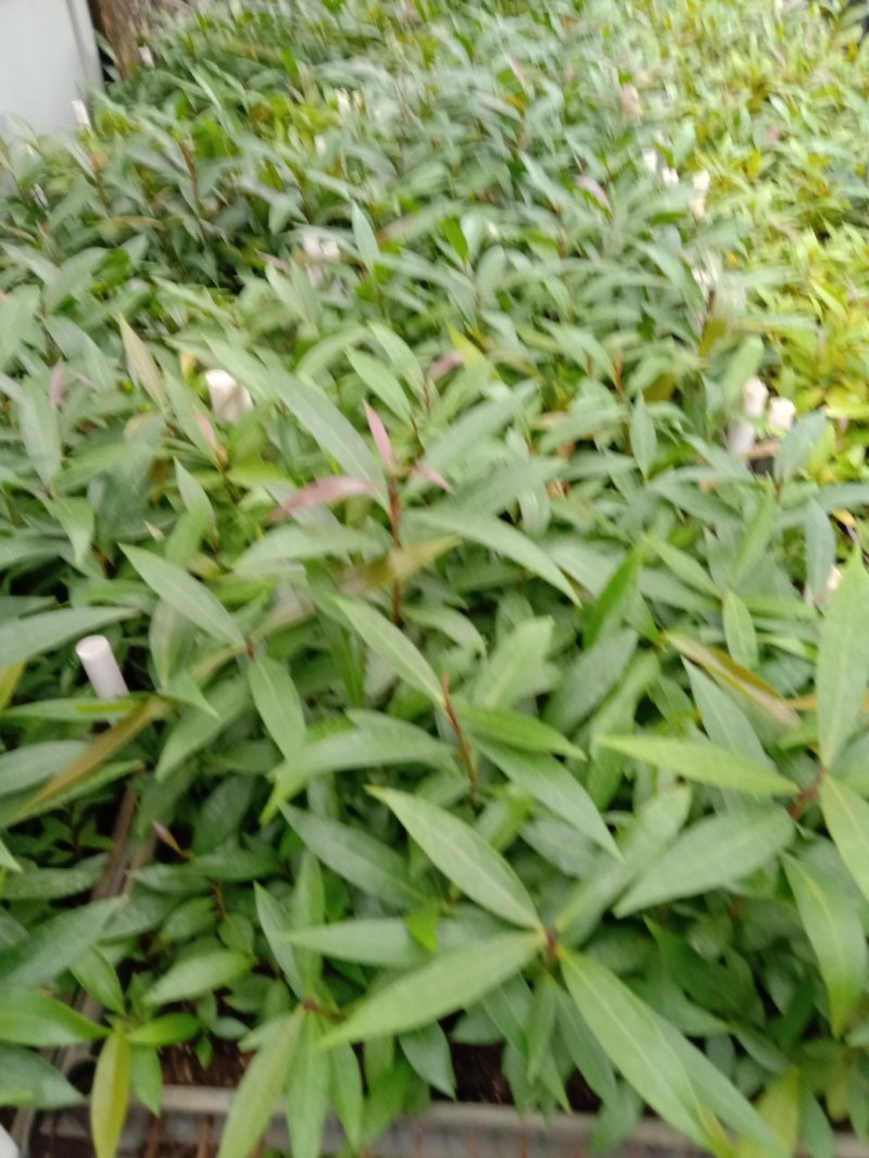 水蒲桃种苗庭园盆栽花卉绿植四季常青热带果树