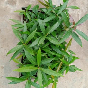 水蒲桃种苗庭园盆栽花卉绿植四季常青热带果树