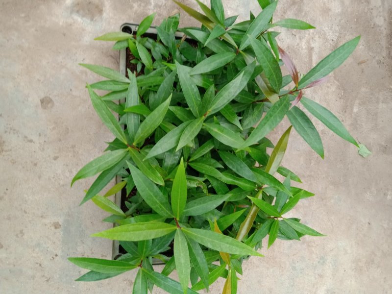 水蒲桃种苗庭园盆栽花卉绿植四季常青热带果树