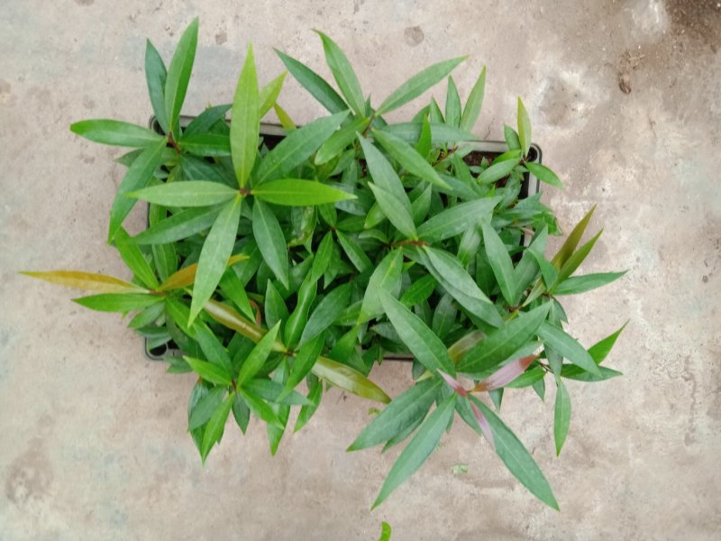 水蒲桃种苗庭园盆栽花卉绿植四季常青热带果树